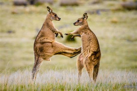 B O N G Young Forester Kangaroos Play Fighting