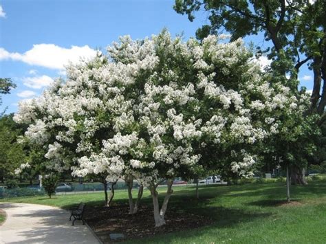 Tree White Crepe Myrtle The Knox School