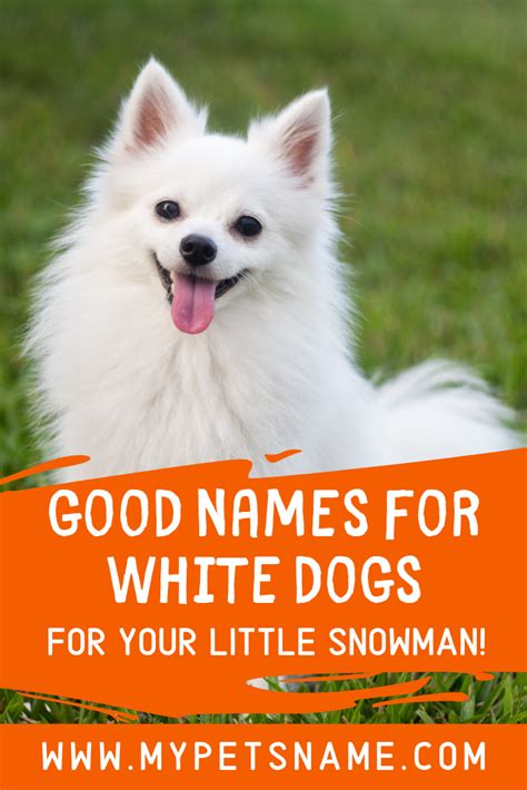 Good Names For White Dogs Names For White Dogs White Dogs Best Dog