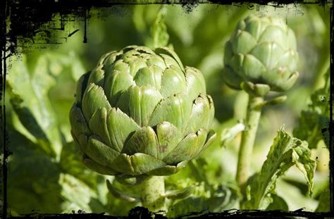 Saludable, deliciosa y sencilla es esta dieta que fue disenada para comer. Sabores Especiales La Alcachofa