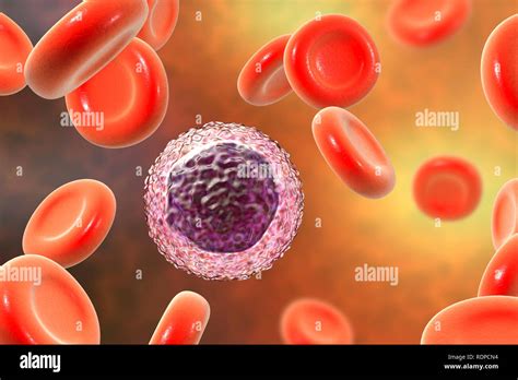 Lymphocyte White Blood Cells In A Blood Smear Computer Illustration