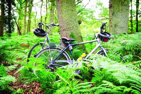 Cycle Trails at Rendlesham Forest | Visit Suffolk