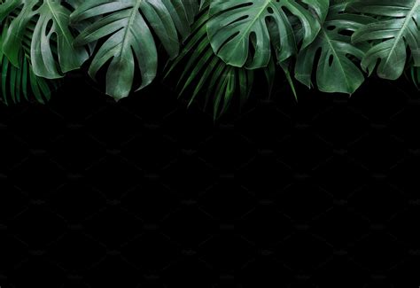 Tropical Leaves On Black Background Containing Backdrop Background