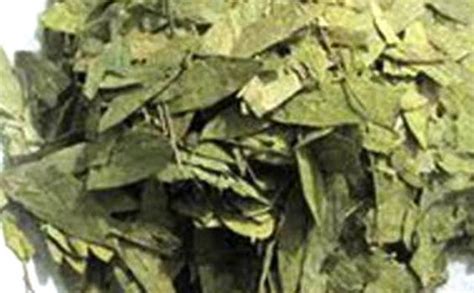 Teh jati cina sudah dari jaman dahulu dikenal sebagai obat herbal tradisional yang dipercaya khasiatnya oleh masyarakat tionghoa dan india. OmegaArt: Ramuan Teh Daun Jati Cina Sebagai Pelangsing Alami
