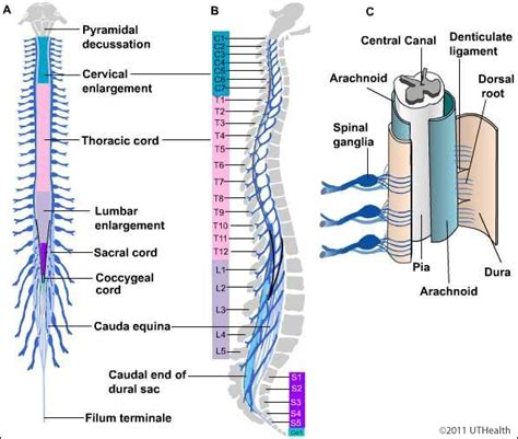 gross anatomy of spinal cord
