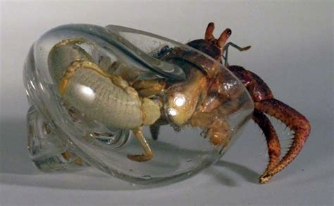 Hermit Crab Glass Shell By Robert Dugrenier Cool Cangrejo