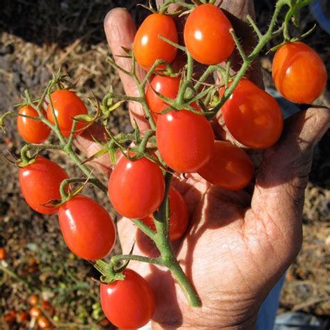Grape Tomato Our Plants Kaw Valley Greenhouses
