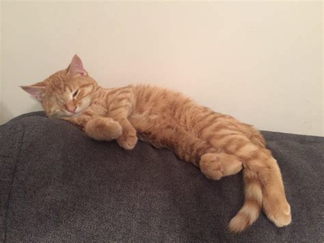 Darling One Eyed Ginger Kitten Is Now Spoilt Rotten After Leaving