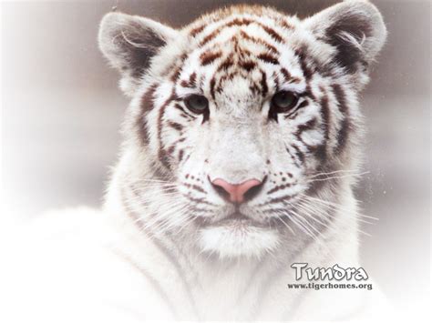 White Tiger Tigers Wallpaper 31045606 Fanpop