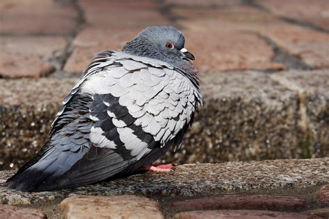 Are Pigeons Dangerous Premier Pigeon Control