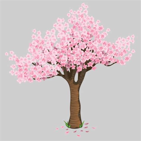 Cherry Blossom Cartoon Illustrations Royalty Free Vector Graphics