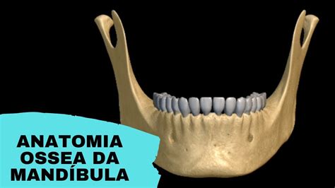 Acidentes Anatomicos Da Mandibula