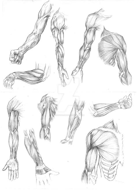 Arm Muscle Studies 01 By Protowilson Arm Muscles Anatomy Art Human
