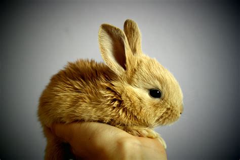 Cute Brown Bunny Being Held In Hand Image Free Stock Photo Public