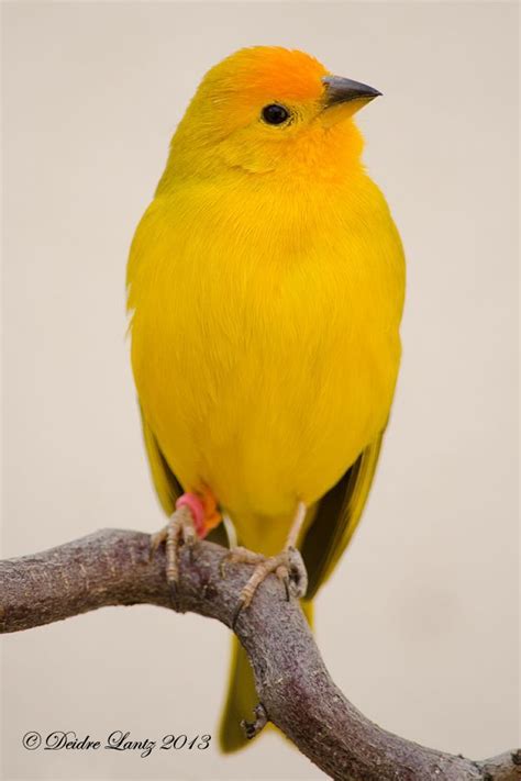 A Yellow Bird Sitting On Top Of A Tree Branch