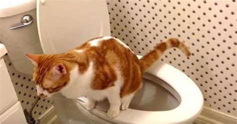 should you teach your cat to use the toilet the dodo