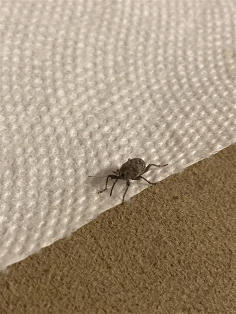 Found This Weird Little Guy Crawling Around My Apartment In Texas