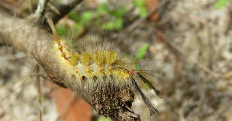 Tussock Moth Caterpillar On The Branch Closeup Stock Photo Image Of