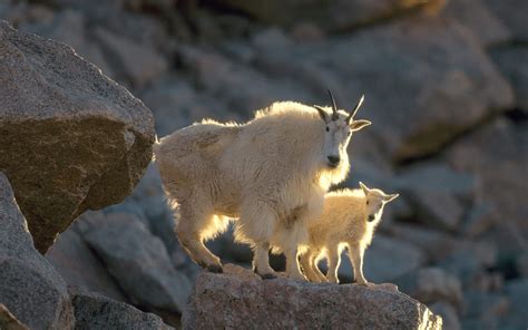 Est100 一些攝影some Photos Rock Climbing Goats 攀岩山羊