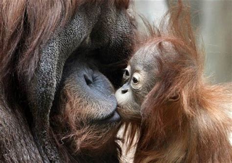 40 Amazing Pictures Of Animals Kissing Each Other Tail And Fur