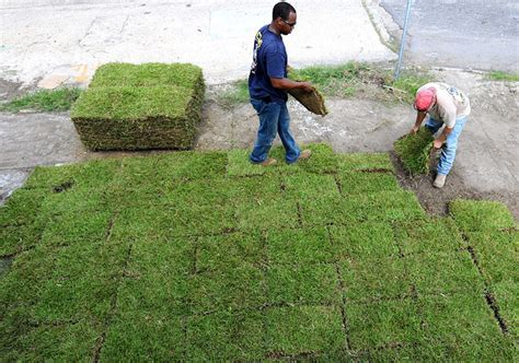 Finally, the lawn roller should be. Installing Sod: What You Need to Know About Laying ...