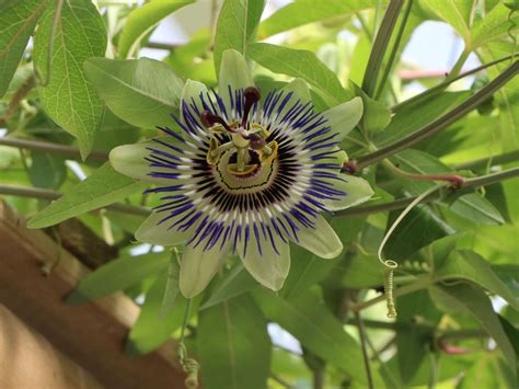 Die eindrucksvollen blüten sind charakterisierend für die passiflora caerulea und setzten dekorative akzente in ihren garten. Passionsblume 'Purple Haze' - Passiflora caerulea 'Purple ...