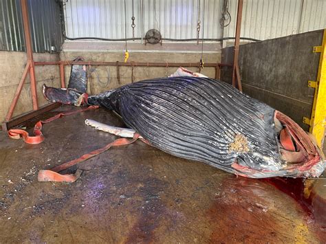 Humpback Whale Which Swam Into The Thames Was Hit By A Ship Aol