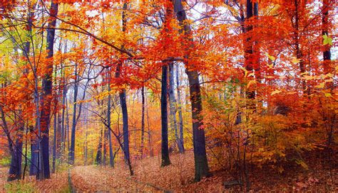Autumn Woodland Trail Photograph By Jessica Jenney Fine Art America