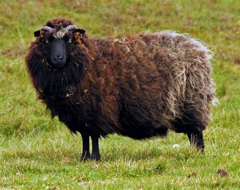 Shetland 0591 Sheep Sheep Breeds Scottish Animals Sheep