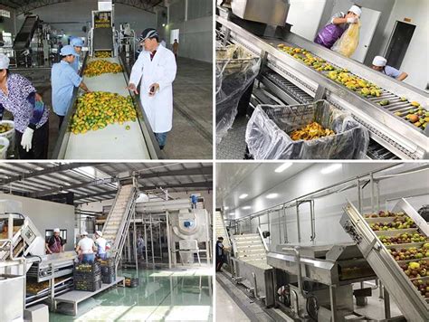 Mango Fruit Juice Production Line Mango Juice Pulp Processing Machine
