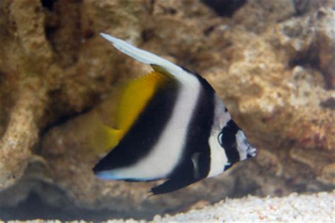 Get some tips on how to care for heniochus heniochus diphreutes. Cool Schooling Bannerfish - Heniochus singularis-P