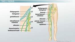 Peripheral Nervous System: Definition, Function & Parts - Video