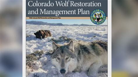Colorado Wolf Reintroduction Plan Finalized