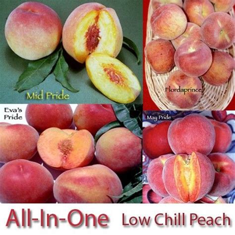 Low Chill Requirement Peaches 3 On 1 Multiple Grafted Fruit Tree