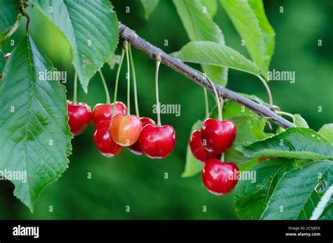 Fresh Red Cherry Fruits Prunus Cerasus Hanging On A Twig On A Tree