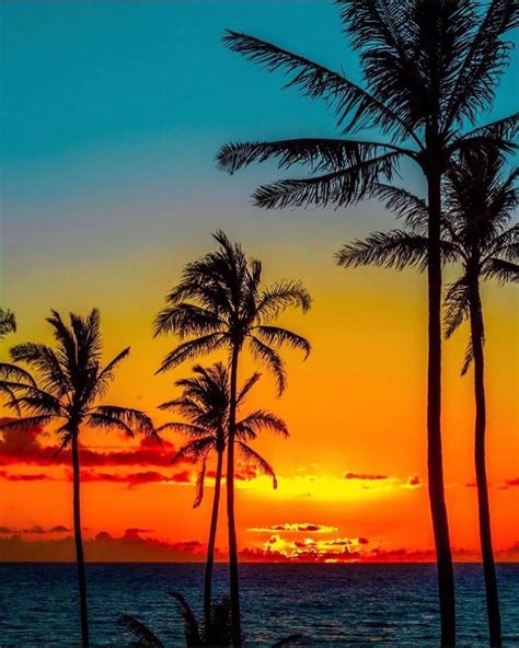 Paradise On Fire 🌴 Which Do You Like Better Sunsets Or Sunrises For