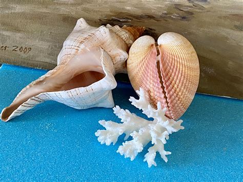 Shells And Coral Group Set Of 3 Heart Shaped Shell Aquarium Etsy