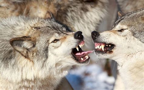 Browse the user profile and get inspired. Best Wolf Fight Stock Photos, Pictures & Royalty-Free Images - iStock