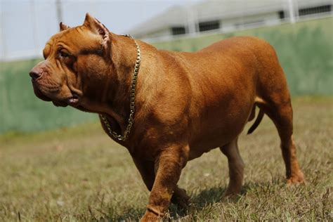 pitbull de rondônia quebra recorde mundial e tenta entrar no guinness como maior do mundo