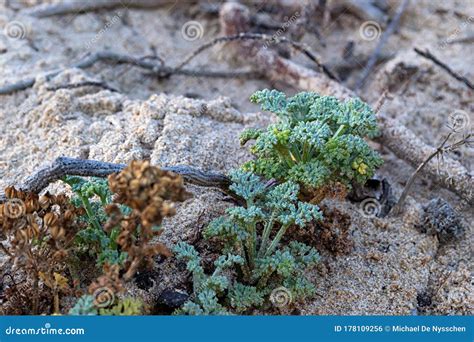 Beach Dunes Sandy Vegetation Plants Fynbos Stock Photo Image Of