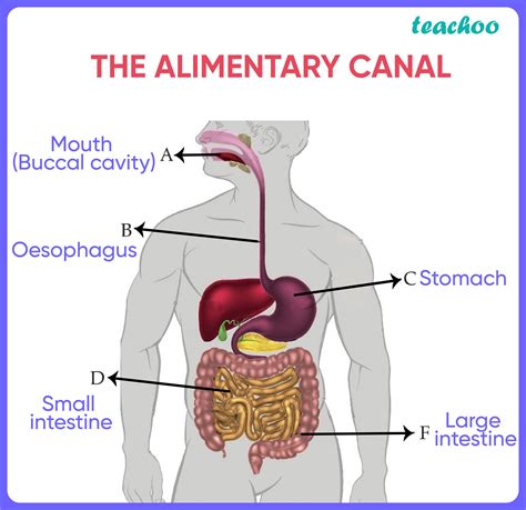 Human Alimentary Canal Diagram Labeled