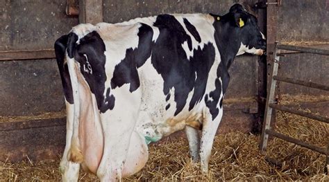Elms 12602 Metabolic Diseases In Cattle
