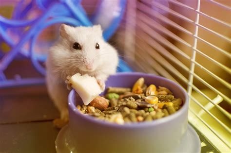 Can Hamsters Eat Cheese Complete Guide Smartpet