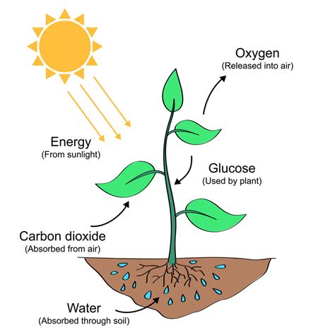 Plants are made of cell ofcourse. Photosynthesis — The Productive Teacher