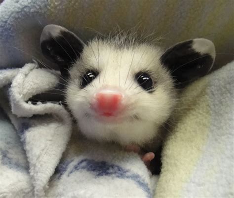 Opossum Babies Size