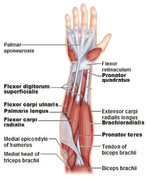 The lower half of the front of the humerus including both the anteromedial and anterolateral surface and the anterior border insertion: Skeletal Muscle Review
