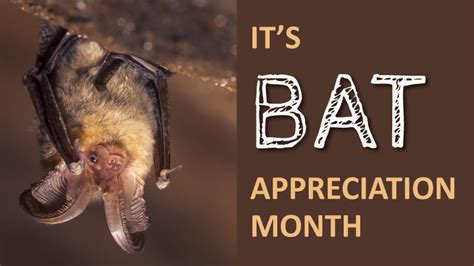 Learn Why We Should Protect Bats
