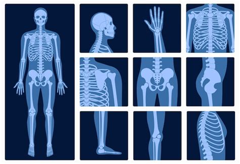 Premium Vector Human Man Skeleton Anatomy Joints And Parts Of Male Body On X Ray Vector