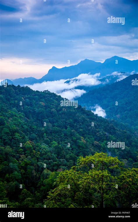 Misty Tropical Rainforest Mountain Range And Hills With Foreground Tree