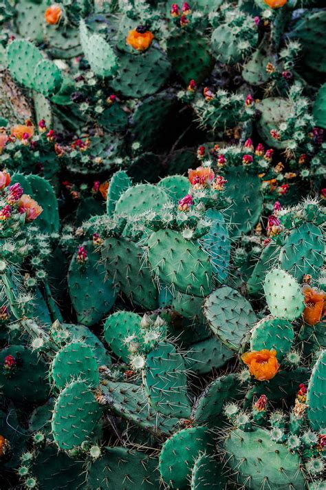 Hd Wallpaper Green And Orange Cactus Cacti Succulents Thorns